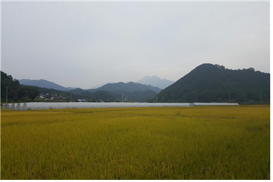 가야산수 일품미